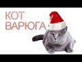 ХИТРЫЙ  КОТ ВОРУЕТ САЛО У ПТИЦ! С НОВЫМ ГОДОМ!