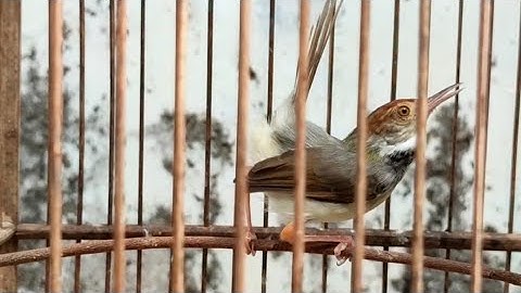 prenjak lumut jantan Gacor tarung