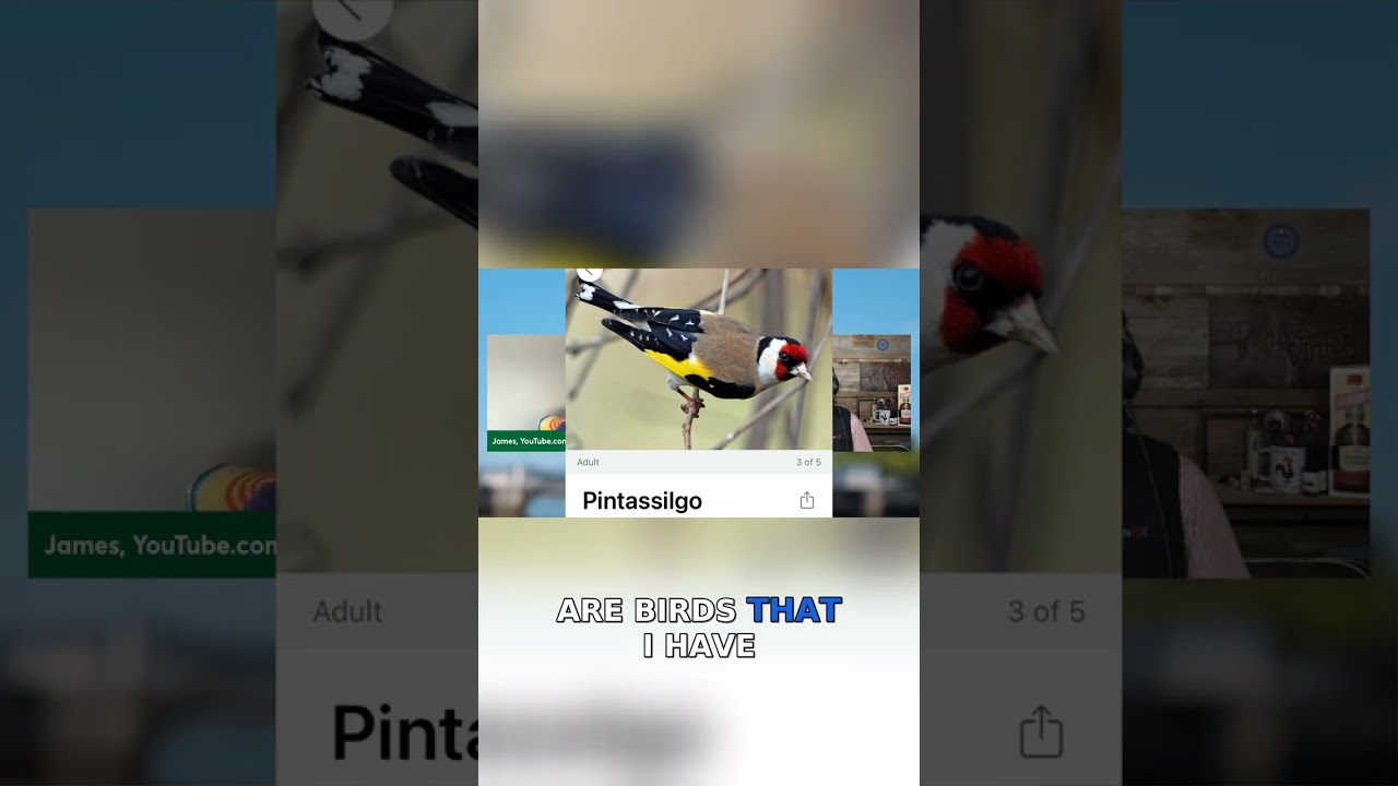 Old Guy in Europe's Portuguese Bird of The Month: The Pintassilgo (What Do You Call It?) 