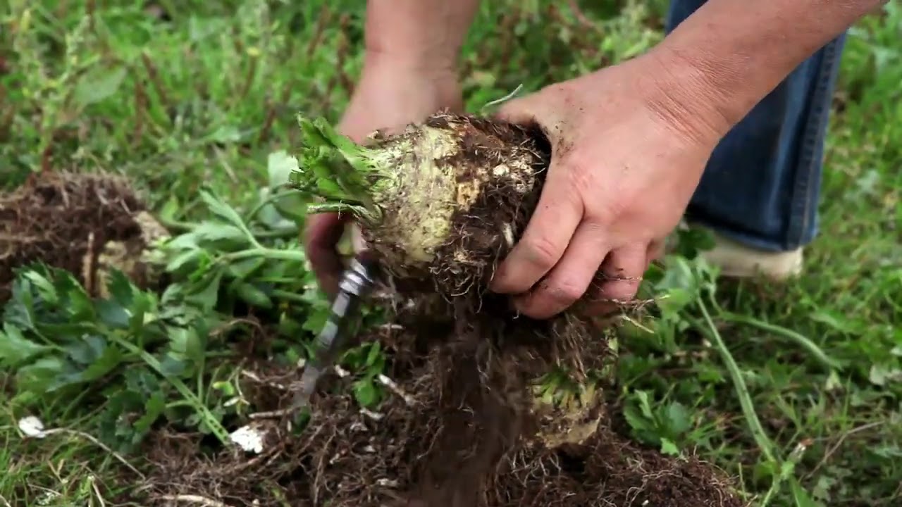Cómo reproducir las semillas de apio