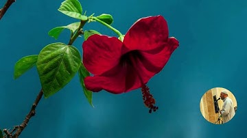 ٧ مايو، ٢٠٢٢ قراءه خاشعه ومؤثره وباكيه ل سورة الجاثيه تلاوة @ القارئ الطبيب سعيد راضي تروايح رمضان