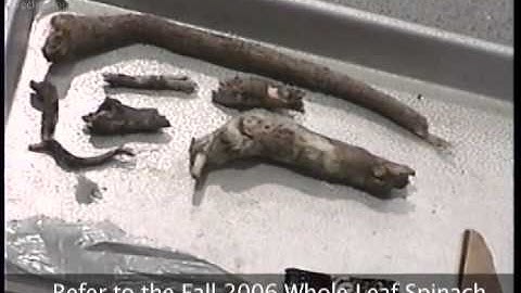 Fresh-Cut Baby Whole Spinach Processing on Tegra® Vis/IR Optical Sorter