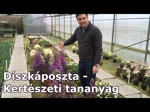 Videó: Díszkáposzta Edényekben és Vázákban