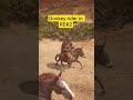 Donkey Rider near Armadillo #funny #rdr2 #reddeadredemption2 #johnmarston #arthurmorgan