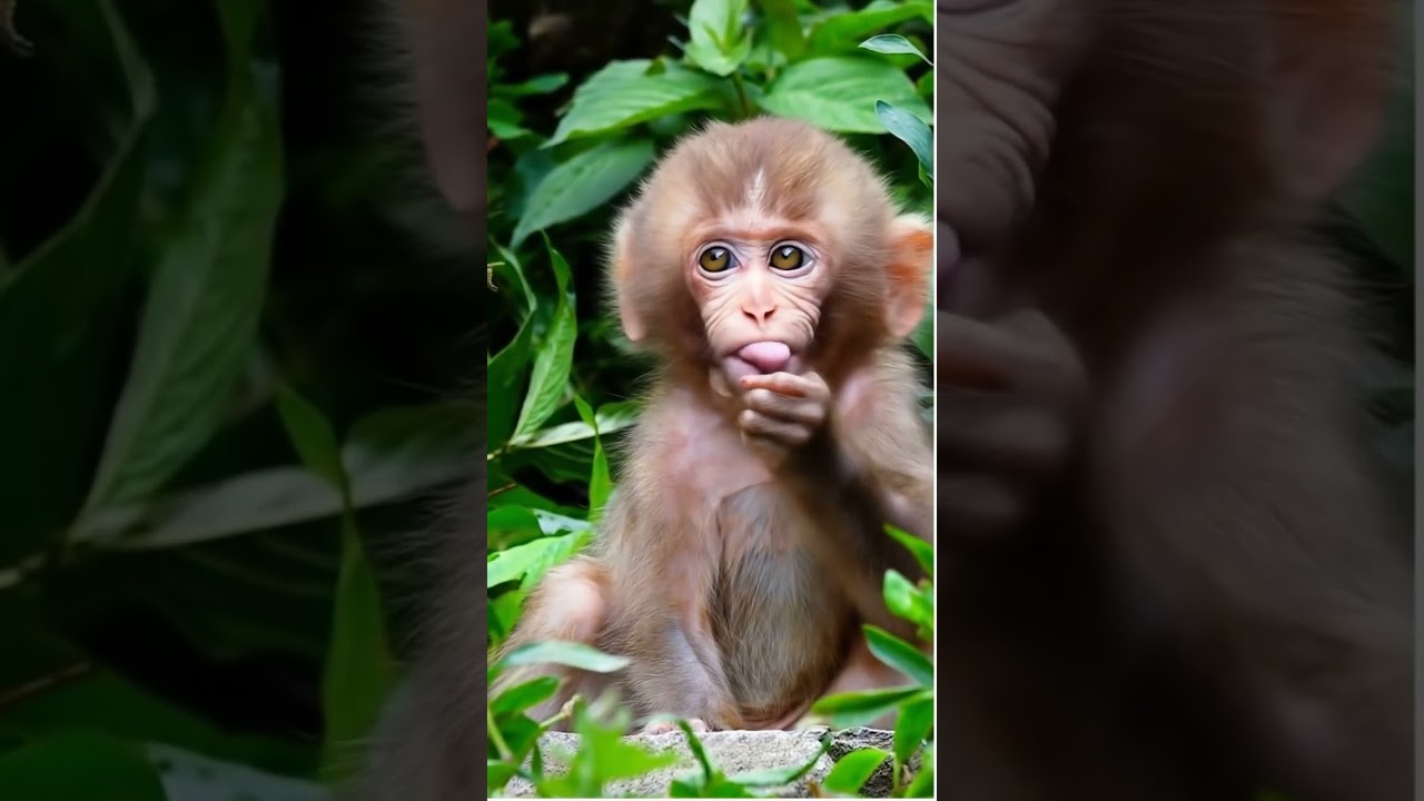 golden monkey lovely cute and beautiful real life 