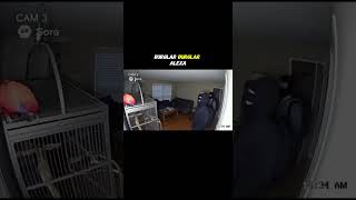 Download Lagu The best alarm system in the world MP3 Download Lagu The best alarm system in the world MP3