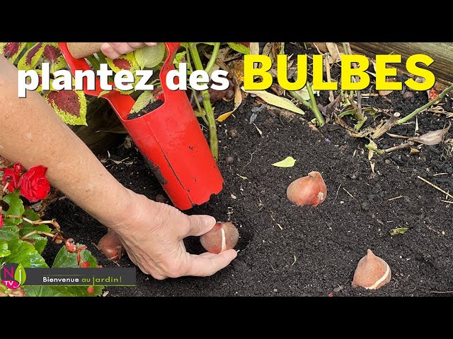 20 bulbes de Tulipes rouges à planter cet automne pour le printemps – Bleen