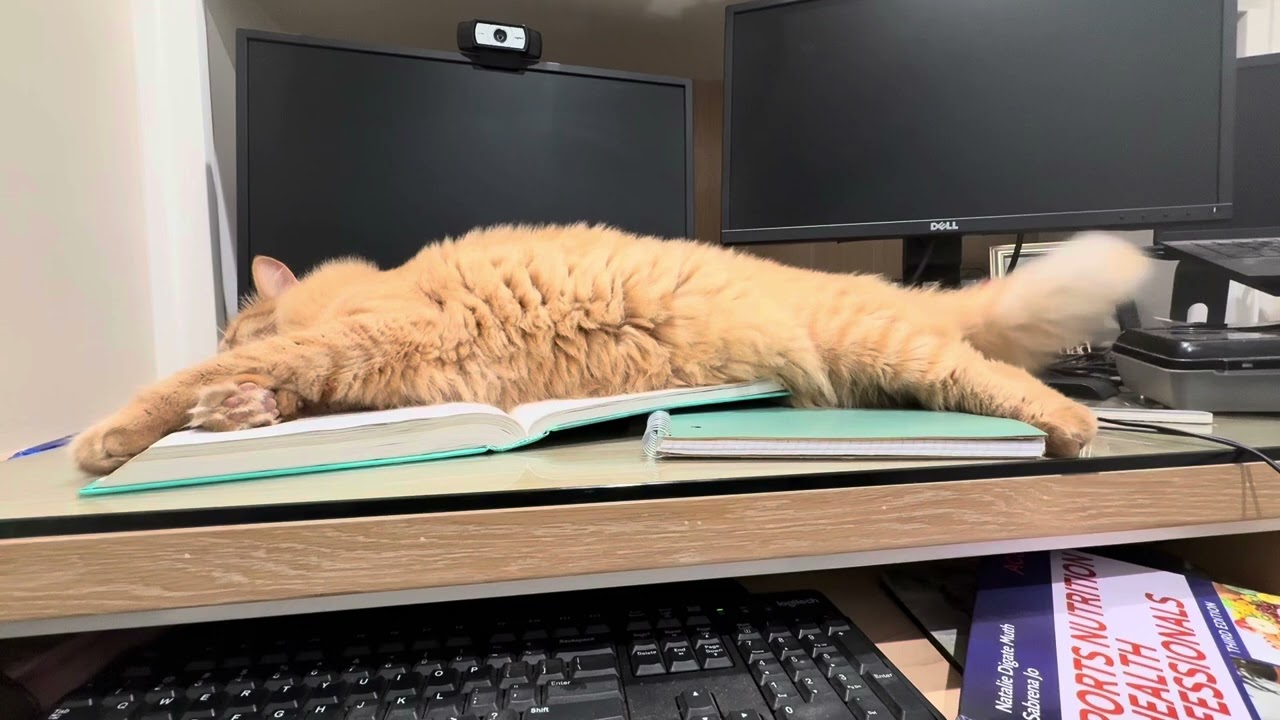 Fluffy Orange Cat Mr. Mittens Takes Over My Desk for a Nap 💤 | Cute Cat Video