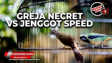 🔴Masteran Greja Necret vs Jenggot Speed Neken Panjang Panjang Materi Cucak Cungkok Muntah Koral