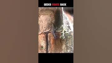 Brave Gecko Fights Snake to Save Its Friend 🦎🐍 #animals #shorts