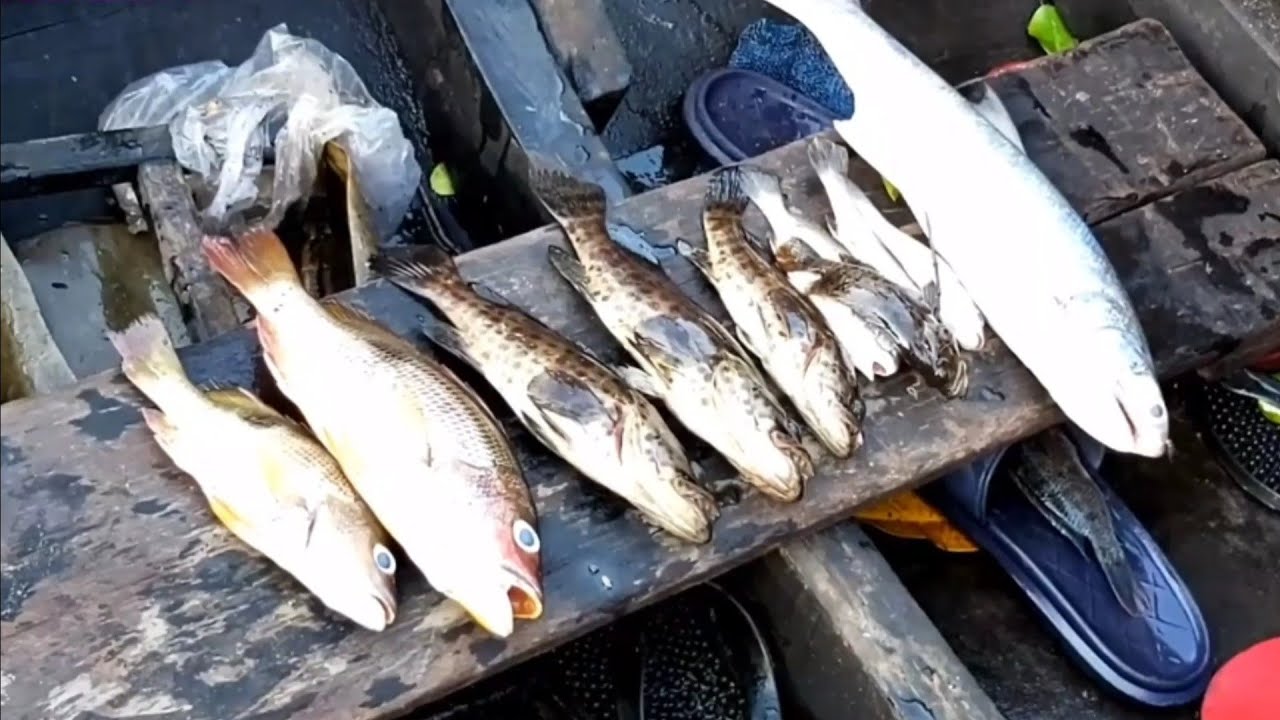 MANCING IKAN DI SIKAT BELUT
