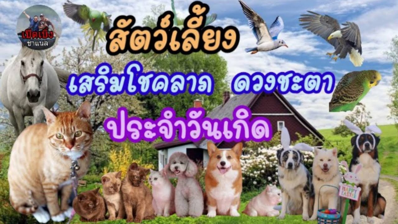 สัตว์เลี้ยงนำโชค เสริมโชคลาภ ดวงชะตา ประจำวันเกิด