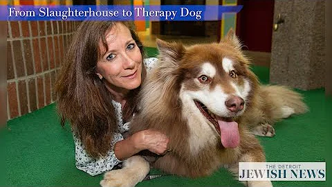 From Slaughterhouse to Therapy Dog