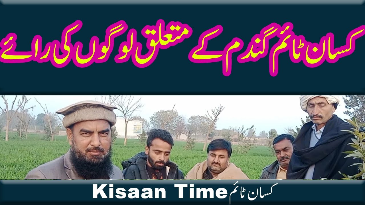 کسان ٹائم کی گندم کے متعلق لوگوں کی رائےPeoples views kisan time wheat crop kiaan time کسان ٹائم