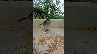 BELAS AVES SENDO FILMADAS AO VIVO