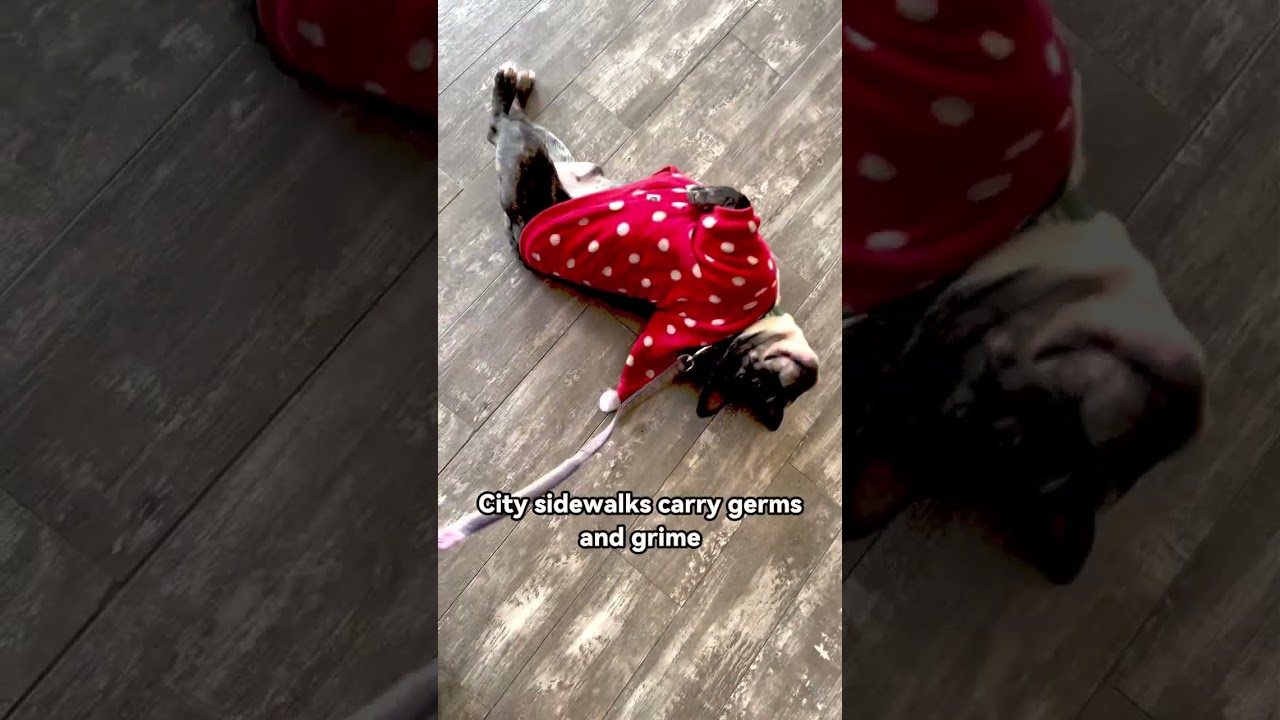 Cleaning 100 Different pets | Not cleaning your dog’s paws after walks is the #1 cause of infection