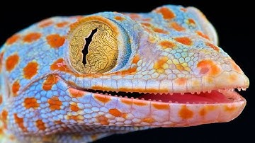 Gecko Gecko - Gecko Sound - Tuko sound - ตุ๊กแก - เสียงตุ๊กแก - big Geckos - Suara Tokek - Toko