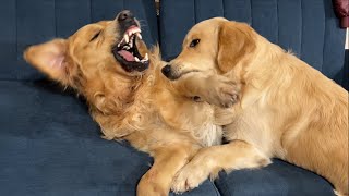 Golden Retriever Dad Realizes He Failed At Parenting His Son by Leo Fucarev 263,084 views 10 days ago 2 minutes, 51 seconds