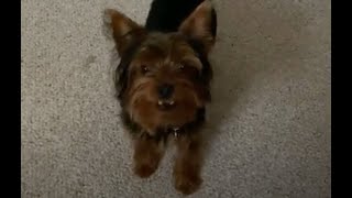 Yorkshire Terrier barking and calling to play