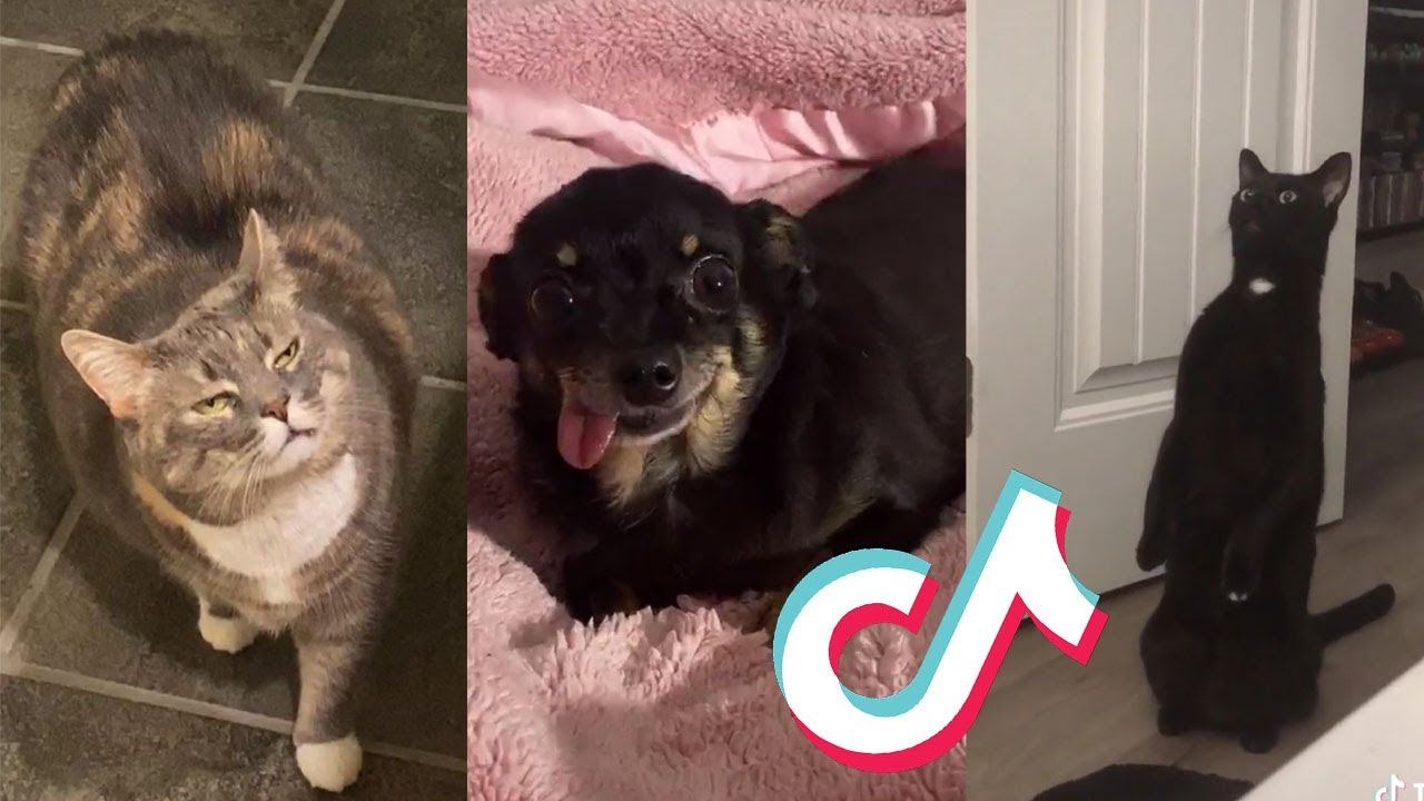 tik tok memes compilation of animals Part 1 