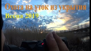 Охота на уток из укрытия - Весна 2019