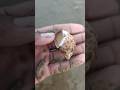 catching Top she'll 🐚🌊 in mud 😲#shorts_