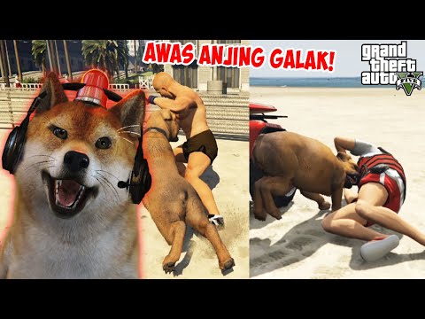 Video: Semua Anjing Bisa Menggigit