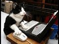 Funny Cats 03