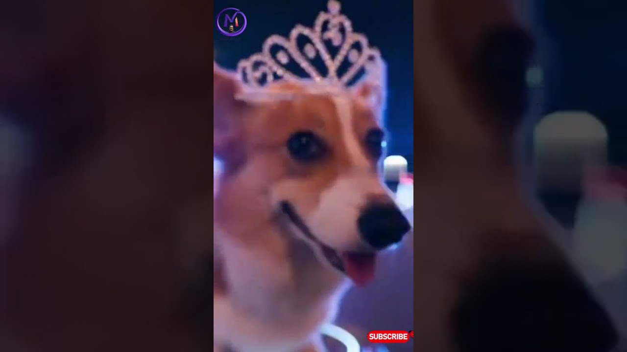 "Полиция гонится за собакой на главной дороге 😲🐕 | Шокирующее и смешное вирусное видео" 