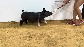 151-1 x gilt
