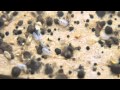 Bed bug training video; "They're back"