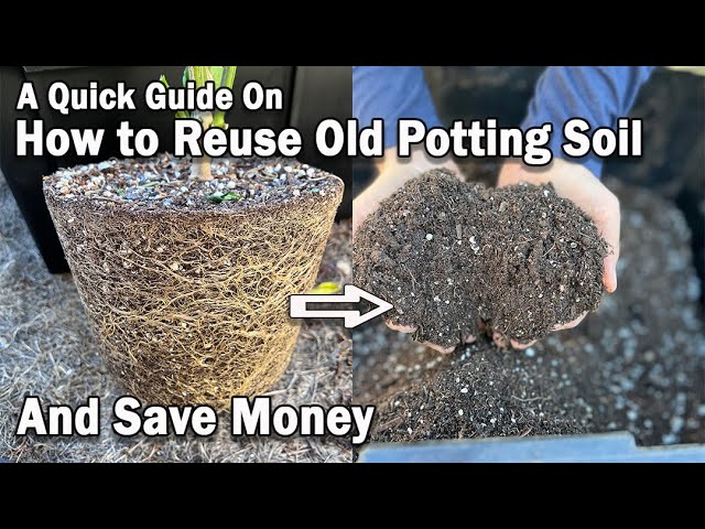 How to Reuse Old Potting Soil for New Plants Instantly and Save Money on Potting  Mix - YouTube