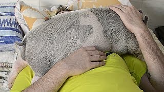 Veja quanto cresce um mini pig em 5 meses! Veja quanto cresce um mini pig em 5 meses!