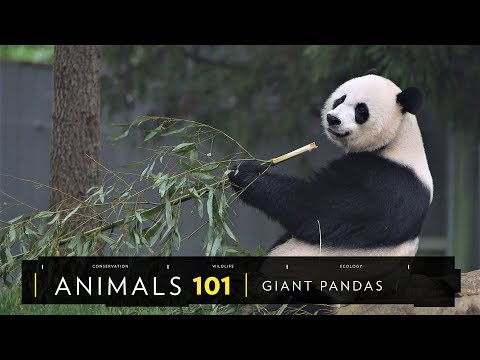 101動物教室：大貓熊兩三事《國家地理》雜誌