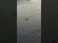 Birds Enjoy Bath in Fresh Waters | A Lesson of Love and Peace from Nature #shorts