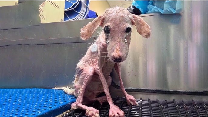 Exhausted and endlessly crying, she lay hopeless, waiting for rescue—a heartbreaking truth behind! - YouTube