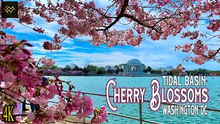 Cherry Blossoms 2023 Tidal Basin Washington DC [4K] Walking Tour