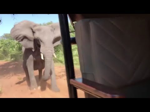 Angry elephant attacks safari vehicle and breaks tusk