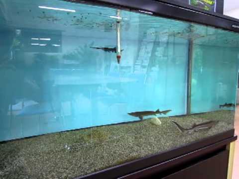 チョウザメの飼育できる水槽 Youtube チョウザメの飼育できる水槽 Youtube