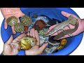 Endangered aquatic creatures | Alligator Gar Turtle Bichir Turtle Giant Goldfish Angelfish video