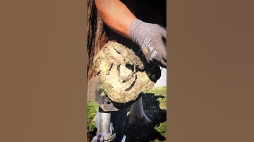 Massive Frog - Draft Horse Trim - So Satisfying - Hoof Trim - Oddly Satisfying - Hoof Restoration