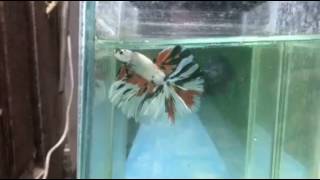 Koi Hawk for show