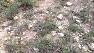 Butterfly In October