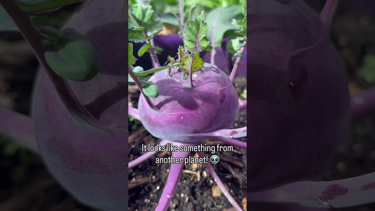 Uploads from From Seed to Spoon Garden Planning App