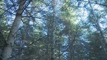 Production of High-Value White Spruce Trees