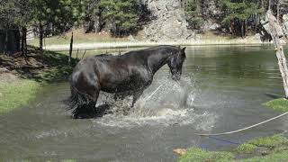 Dirck ~ 8 yr. old Friesian gelding for sale; Oct. 2017