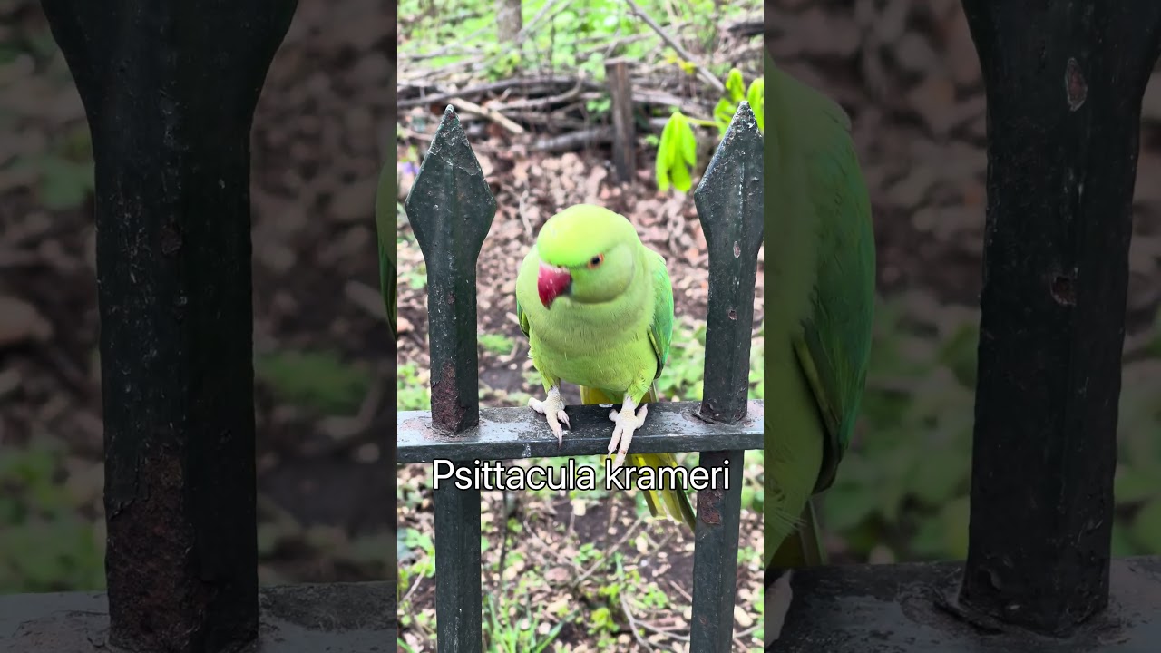 Psittacula krameri, Perruche à collier