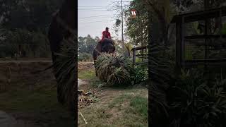 Gajah Yang Rajin Mencari Pakan Ternak Pemiliknya