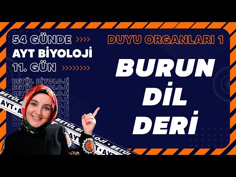 11) Burun, Dil, Deri | Duyu Organları | 11. Sınıf Biyoloji | 2024 AYT Biyoloji Kampı 11. Gün