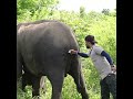 Injured mother elephant treated by wildlife officers | 野生生物の役員によって治療された負傷した母象 | Elephant #shorts